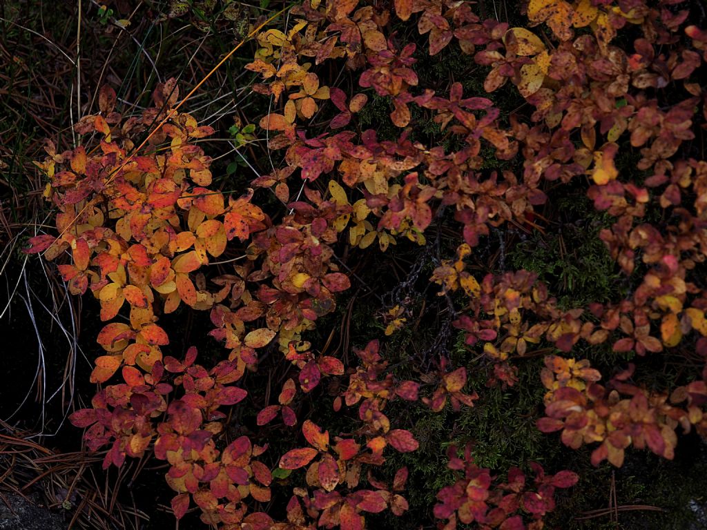 Arbusto da determinare